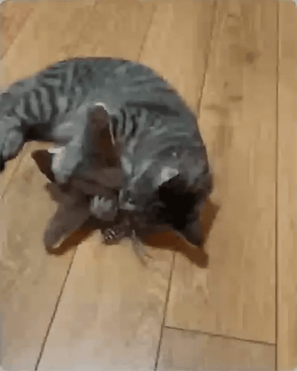 FlutterBird™ – The Cat Toy That Keeps Boredom Away