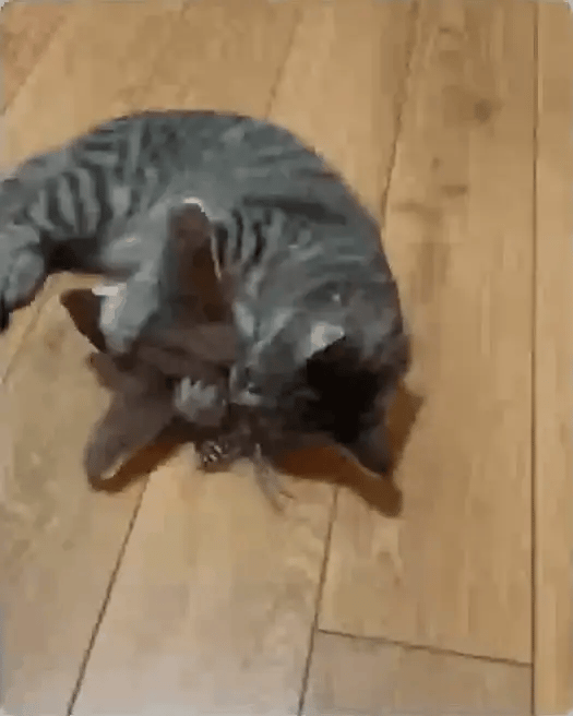 FlutterBird™ – The Cat Toy That Keeps Boredom Away